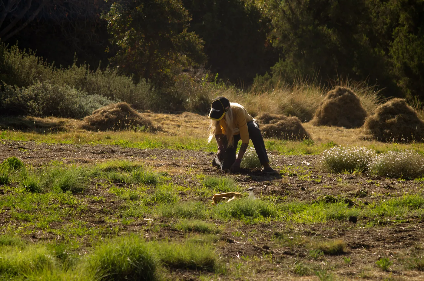 Wednesday volunteer crew working in the Meadow