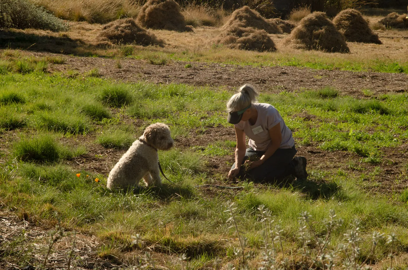 Wednesday volunteer crew working in the Meadow