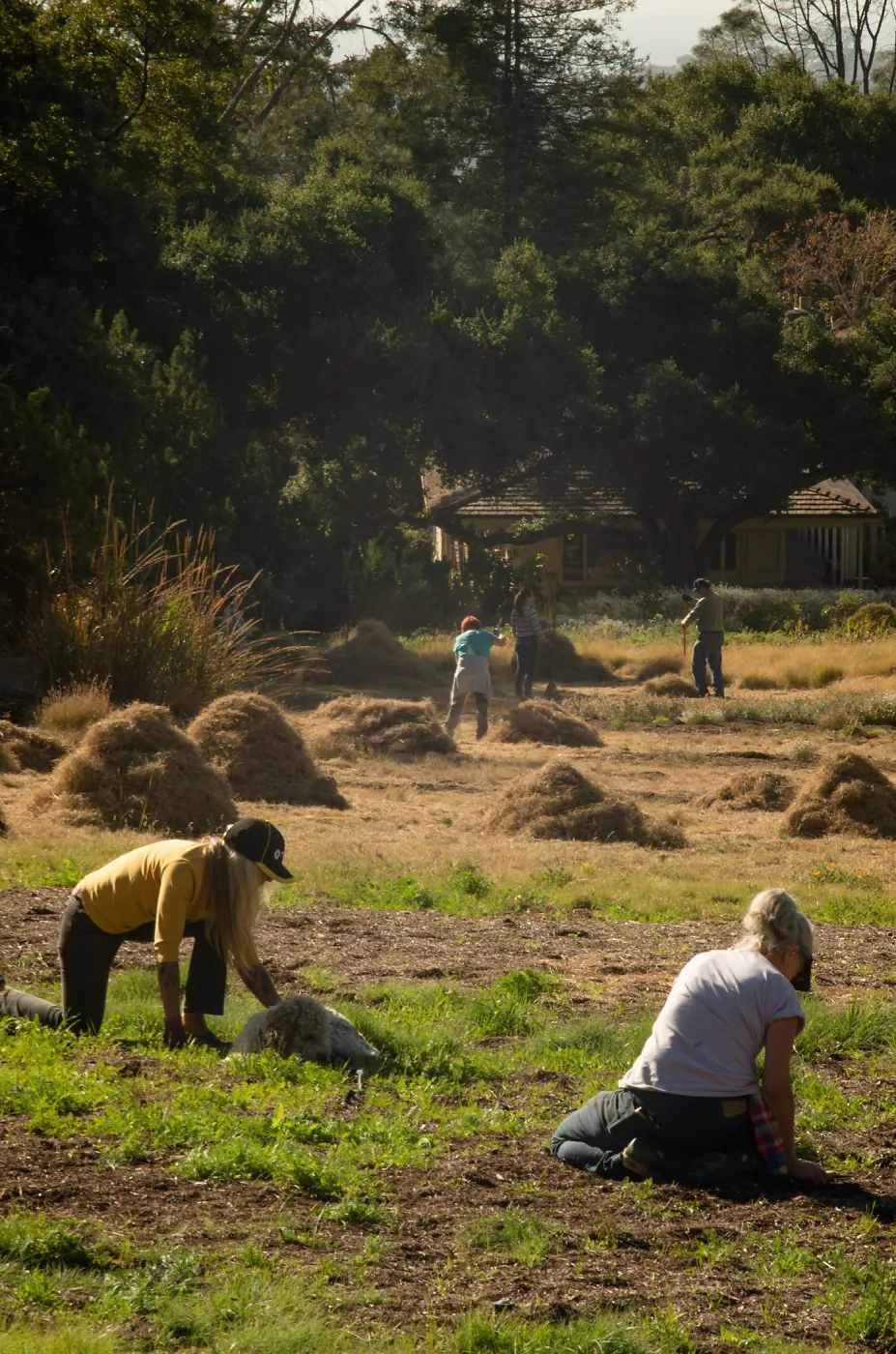 Wednesday volunteer crew working in the Meadow