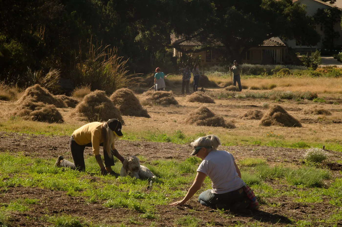 Wednesday volunteer crew working in the Meadow