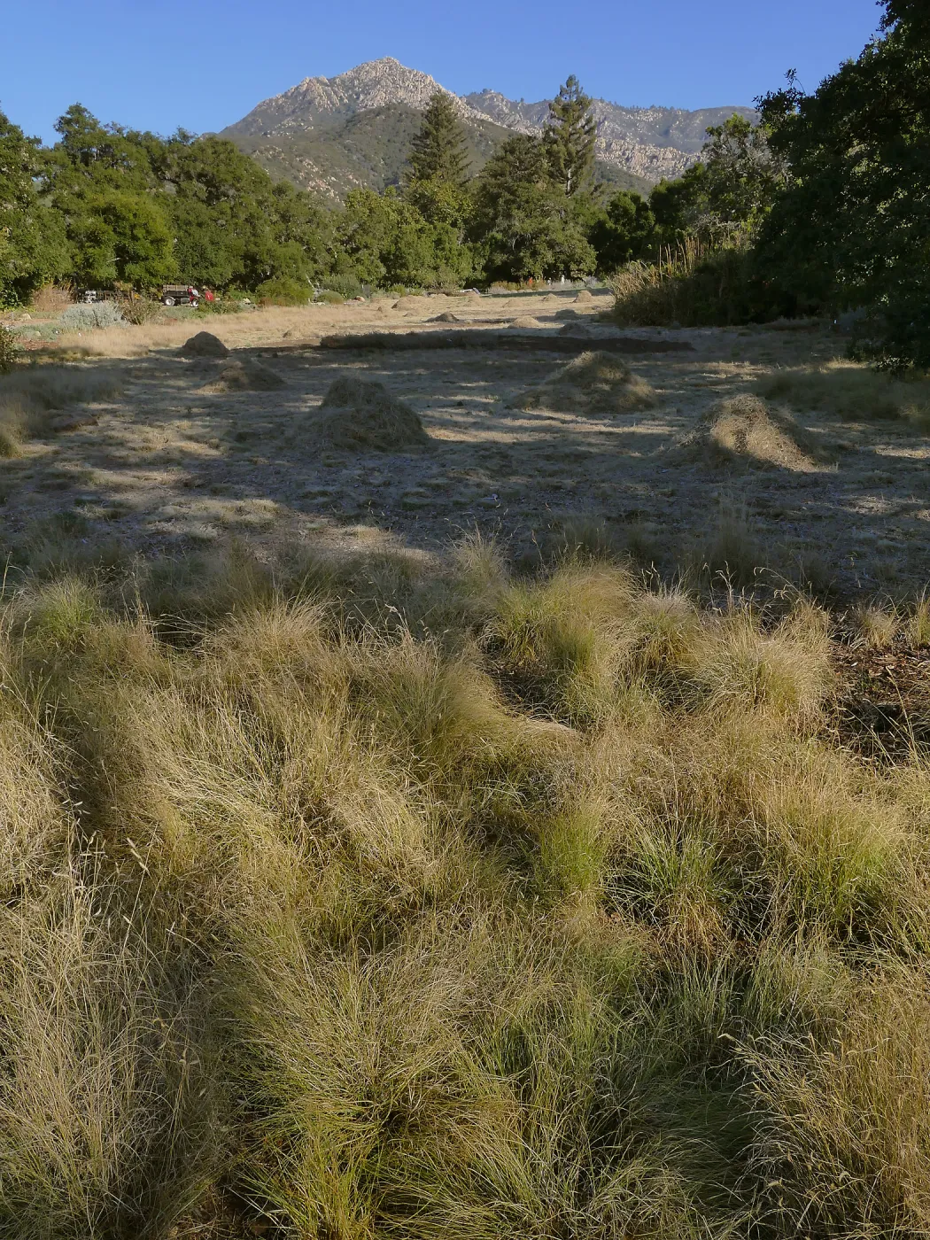Mounds of bouteloua and stipa in the Meadow after trimming