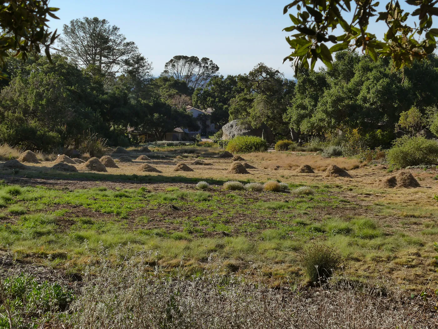 Mounds of bouteloua and stipa in the Meadow after trimming