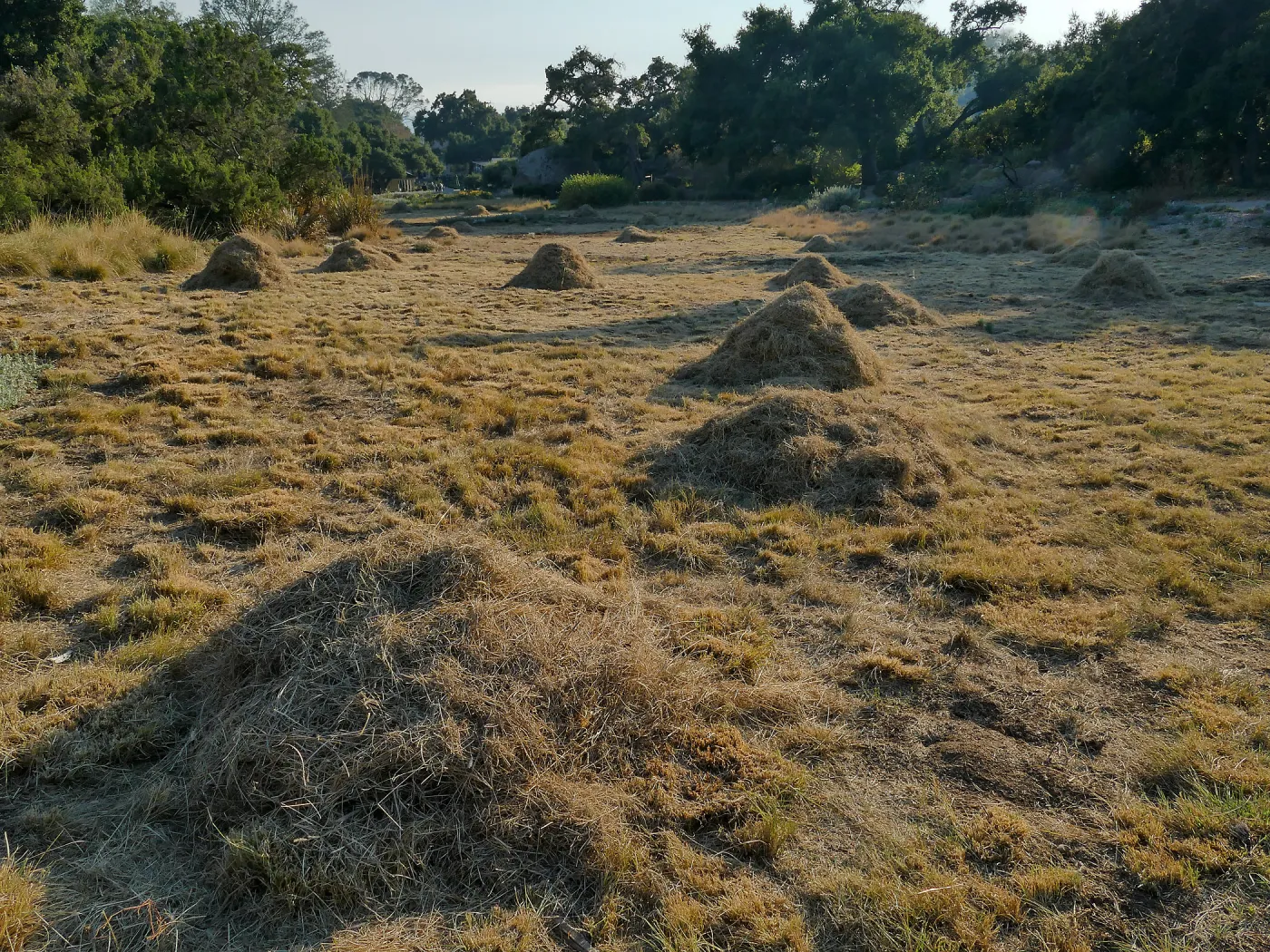 Mounds of bouteloua and stipa in the Meadow after trimming