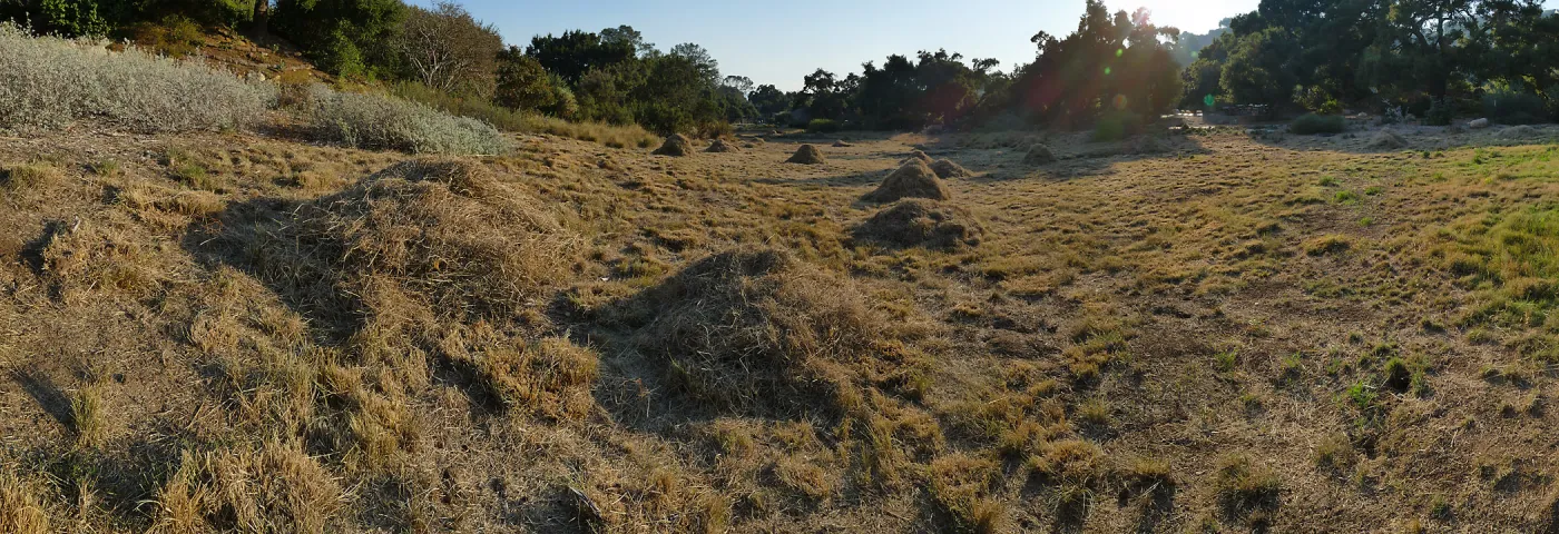 Mounds of bouteloua and stipa in the Meadow after trimming