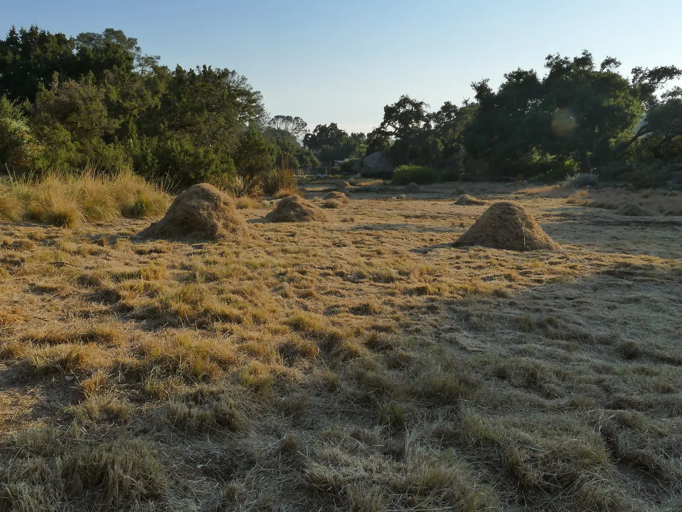 Mounds of bouteloua and stipa in the Meadow after trimming