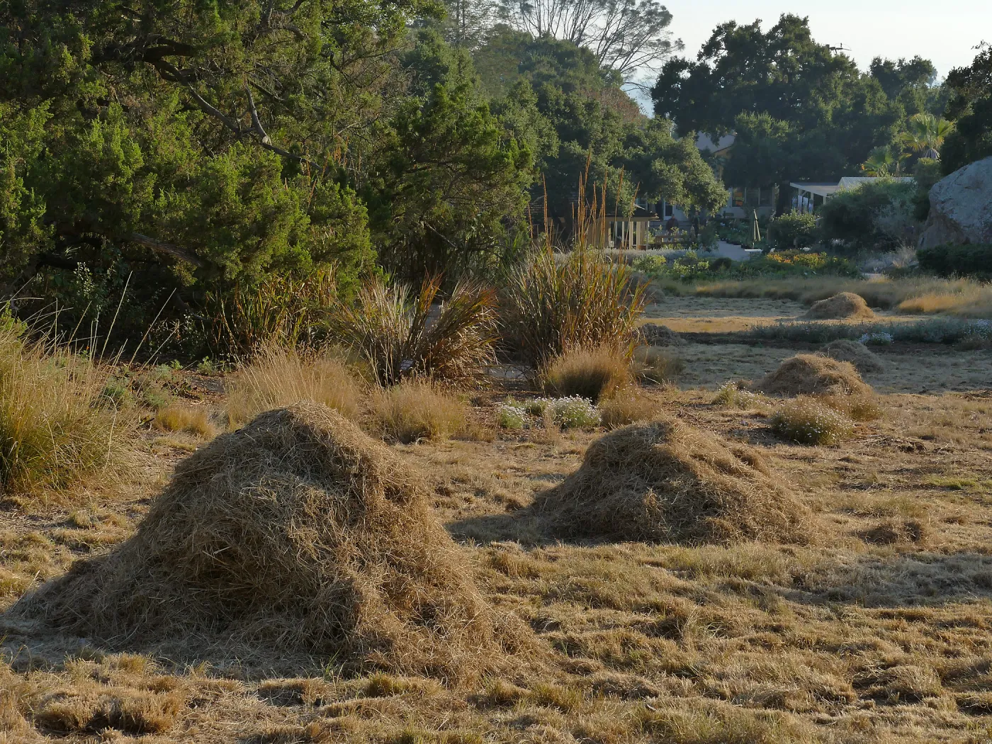 Mounds of bouteloua and stipa in the Meadow after trimming