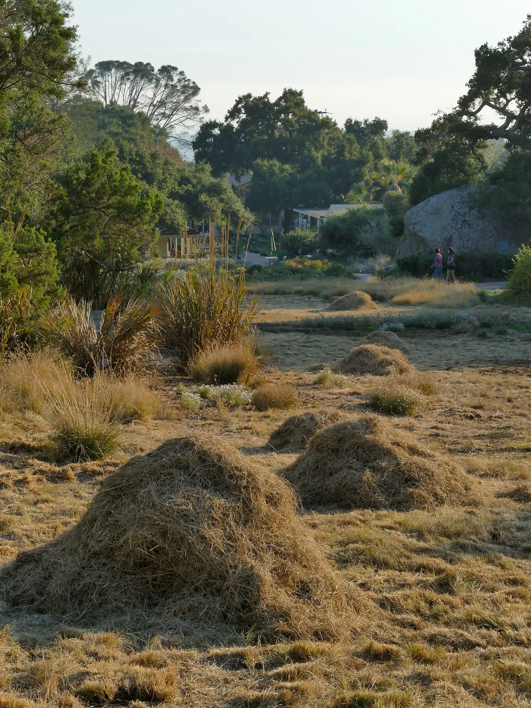 Mounds of bouteloua and stipa in the Meadow after trimming