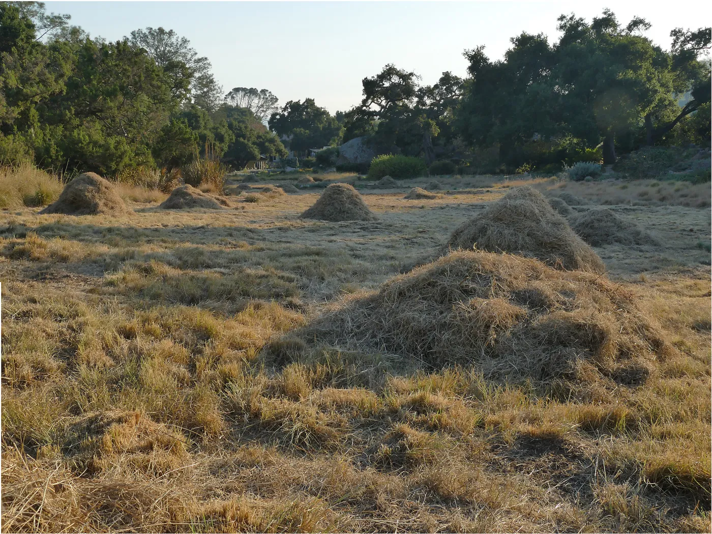 Mounds of bouteloua and stipa in the Meadow after trimming