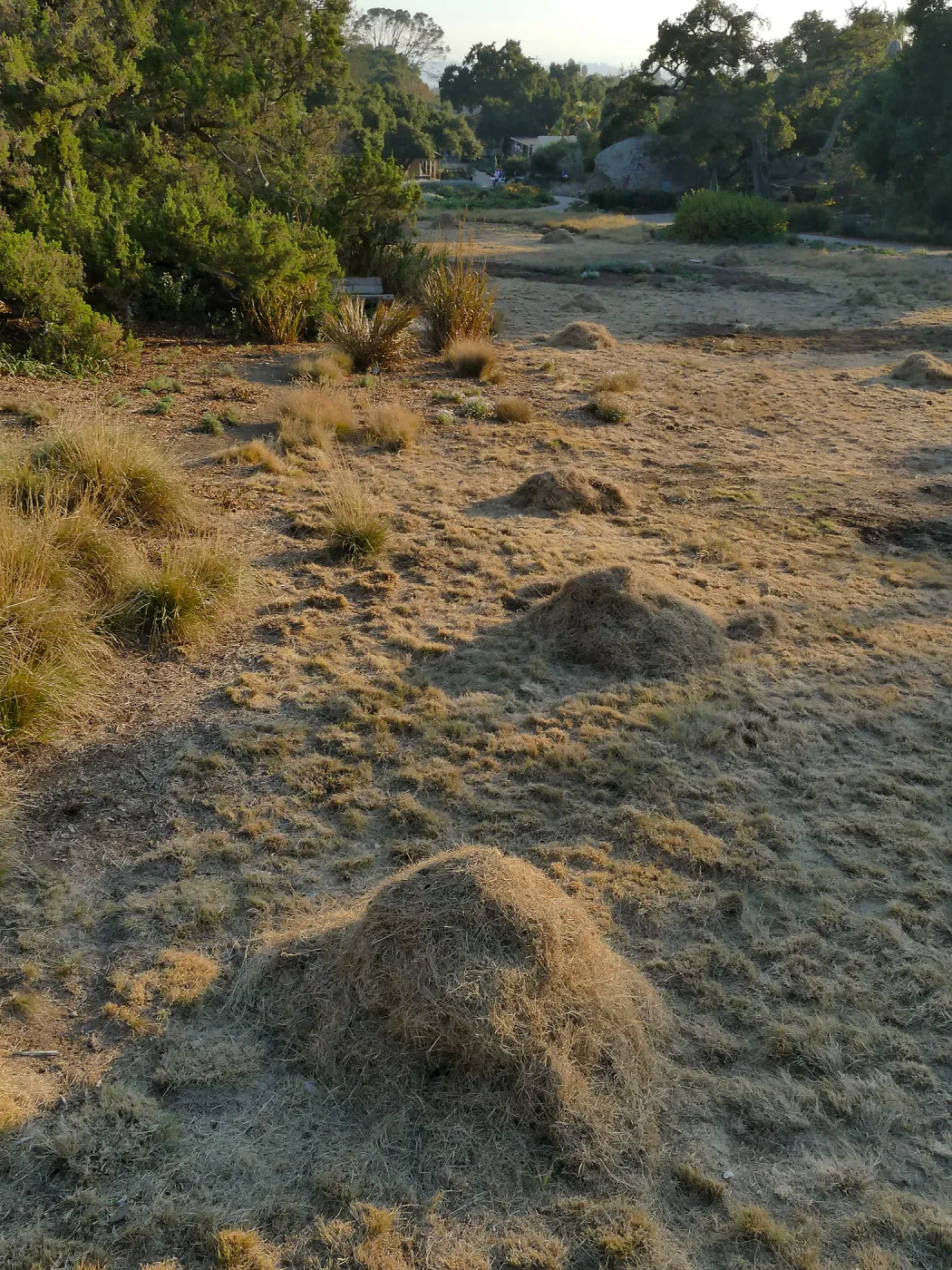 Mounds of bouteloua and stipa in the Meadow after trimming