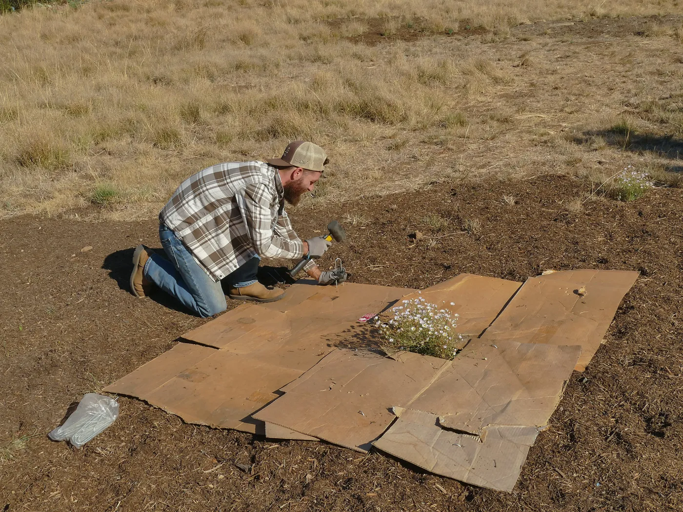 Dan Hite demonstrating sheet mulching