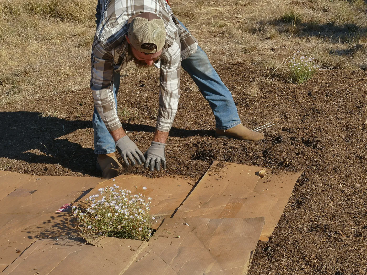 Dan Hite demonstrating sheet mulching