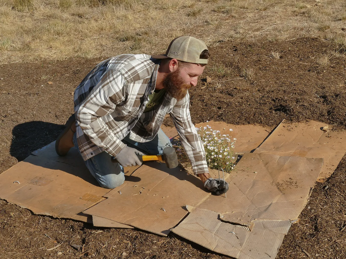 Dan Hite demonstrating sheet mulching