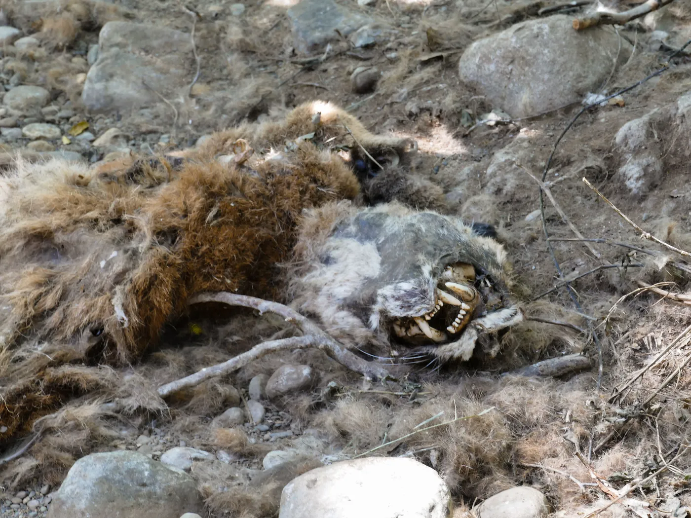 Mountain lion carcass in creekbed below lower crossing