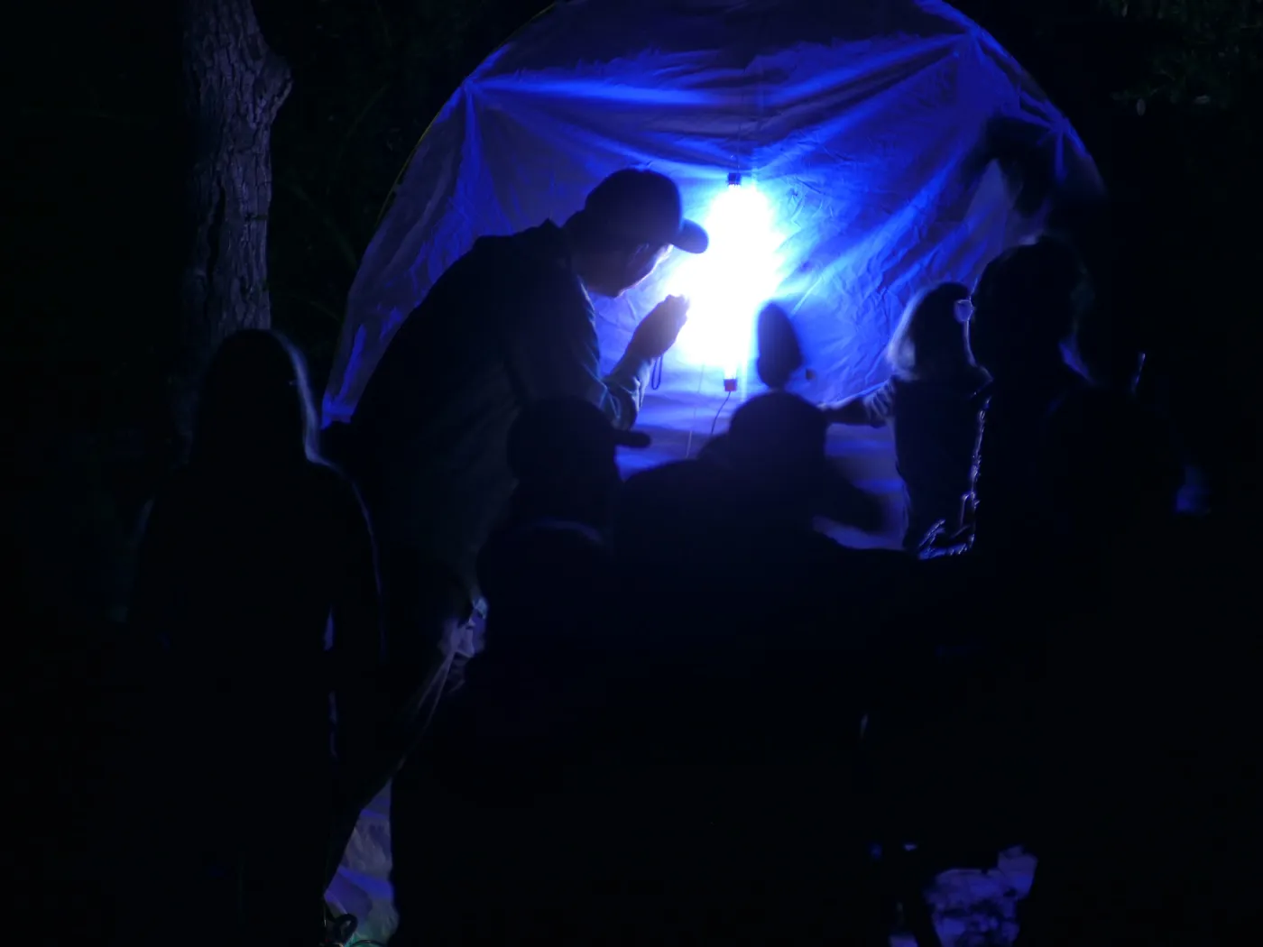 Full Moon Family Night, insect observation station with ultraviolet attacting lamp