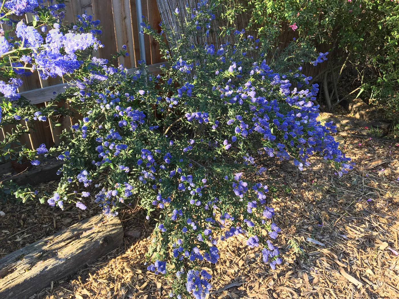 Ceanothus Concha in Betsy Collins garden