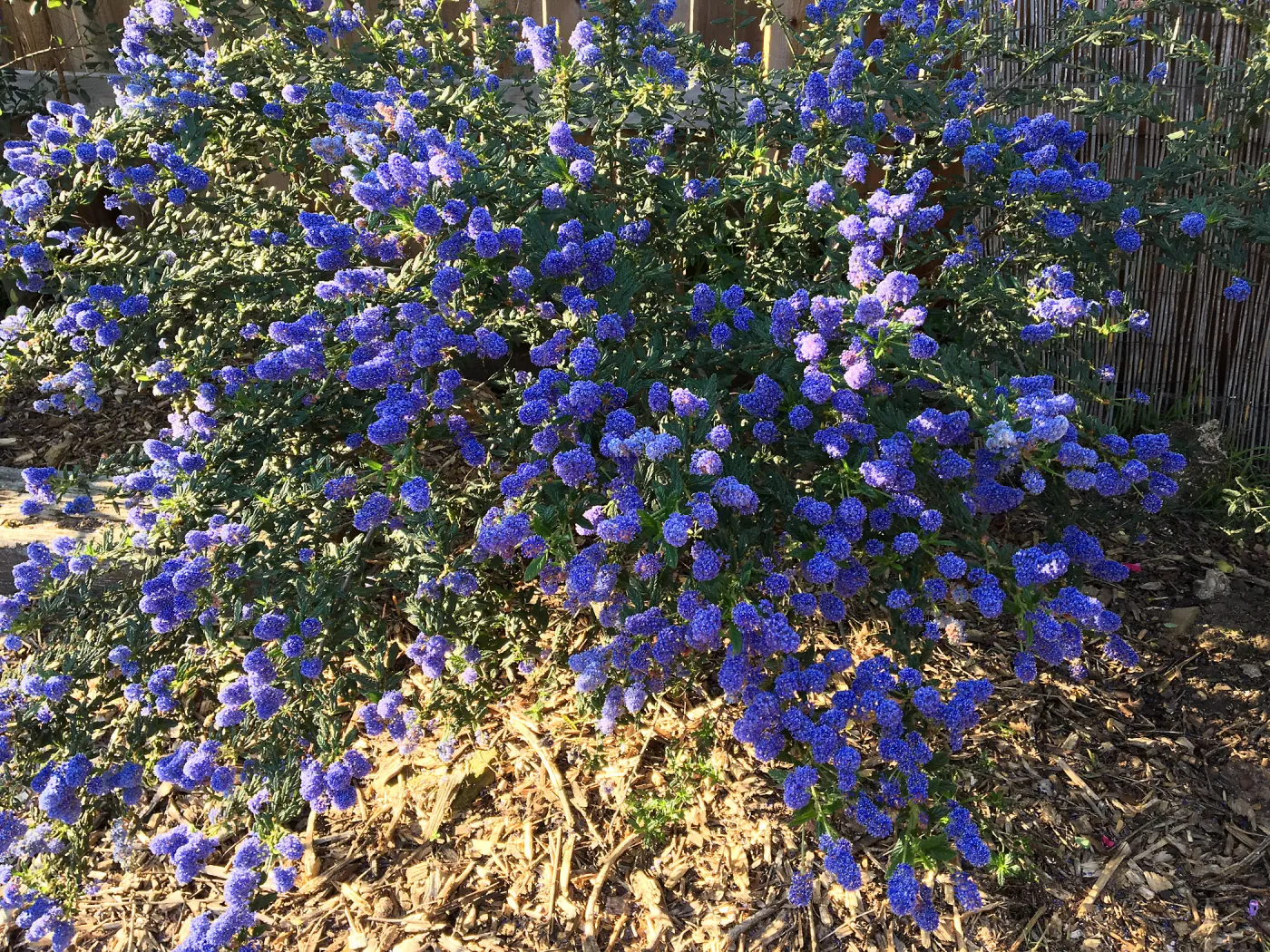 Ceanothus Concha in Betsy Collins garden