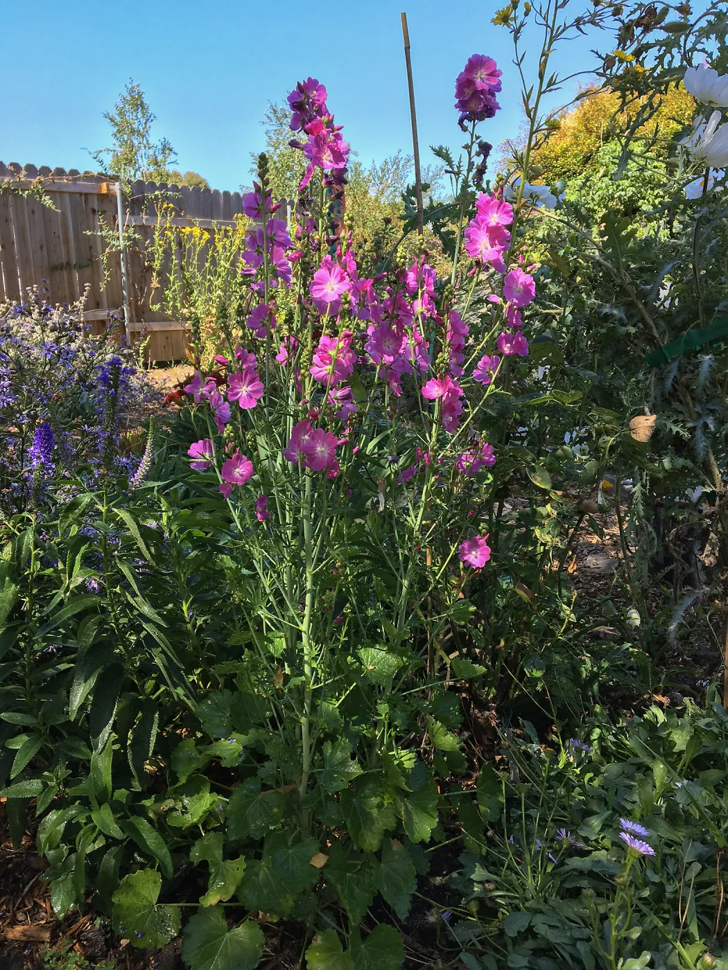 Sidalcea malviflora