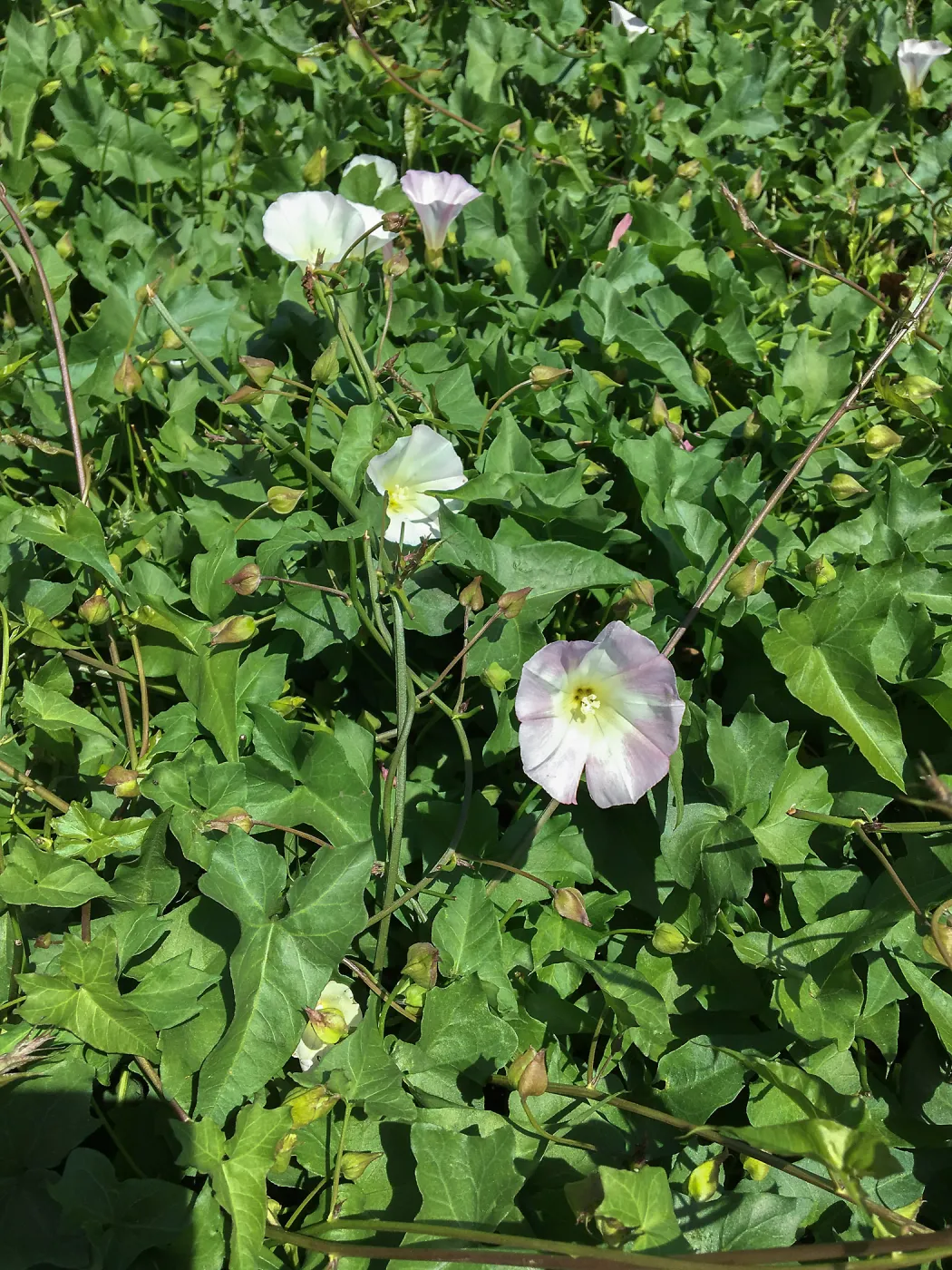 Calystegia Anacapa Pink at the PCC