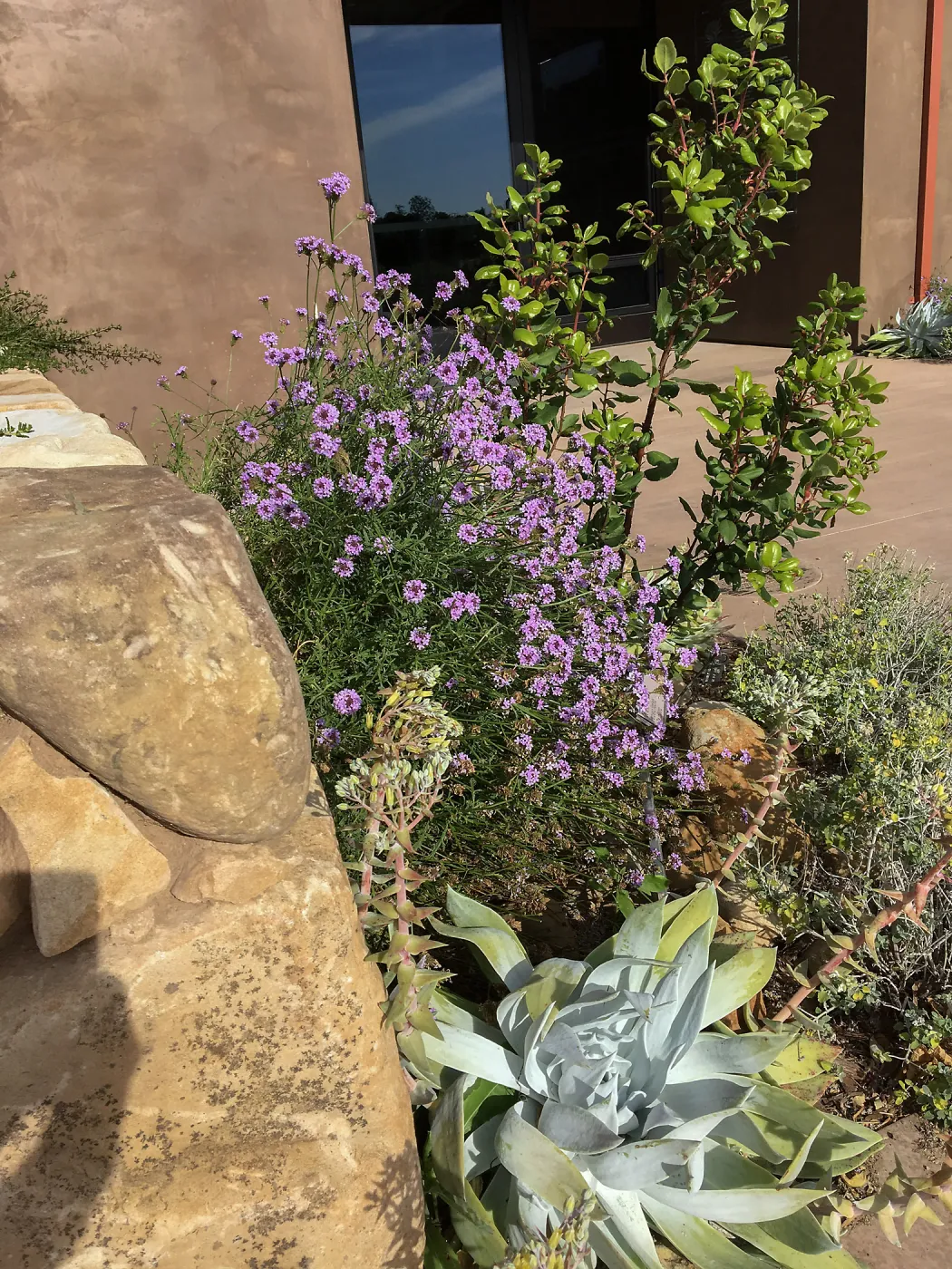 Verbena de la Mina at the Island View Garden