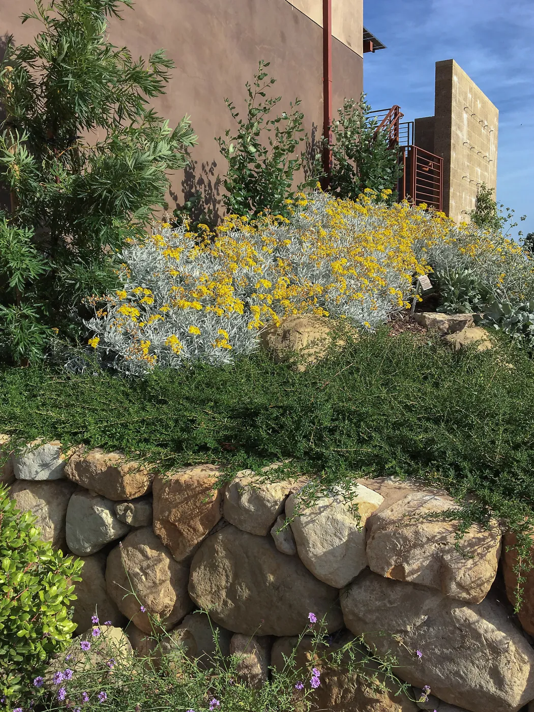 Senecia Silver & Gold and Ceanothus hearstiorum at the Island View Garden