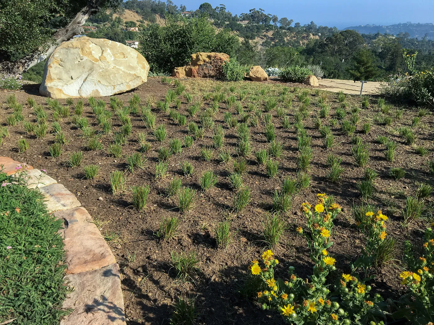 Carex praegracilis, PCC