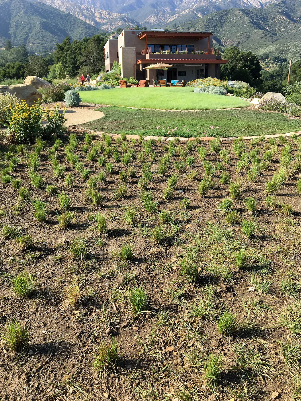 Carex praegracilis , PCC