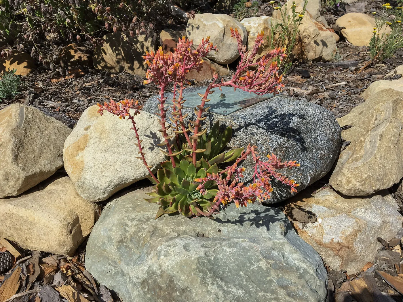 Peter Schuylerâ€™s garden, Dudleya lanceolata