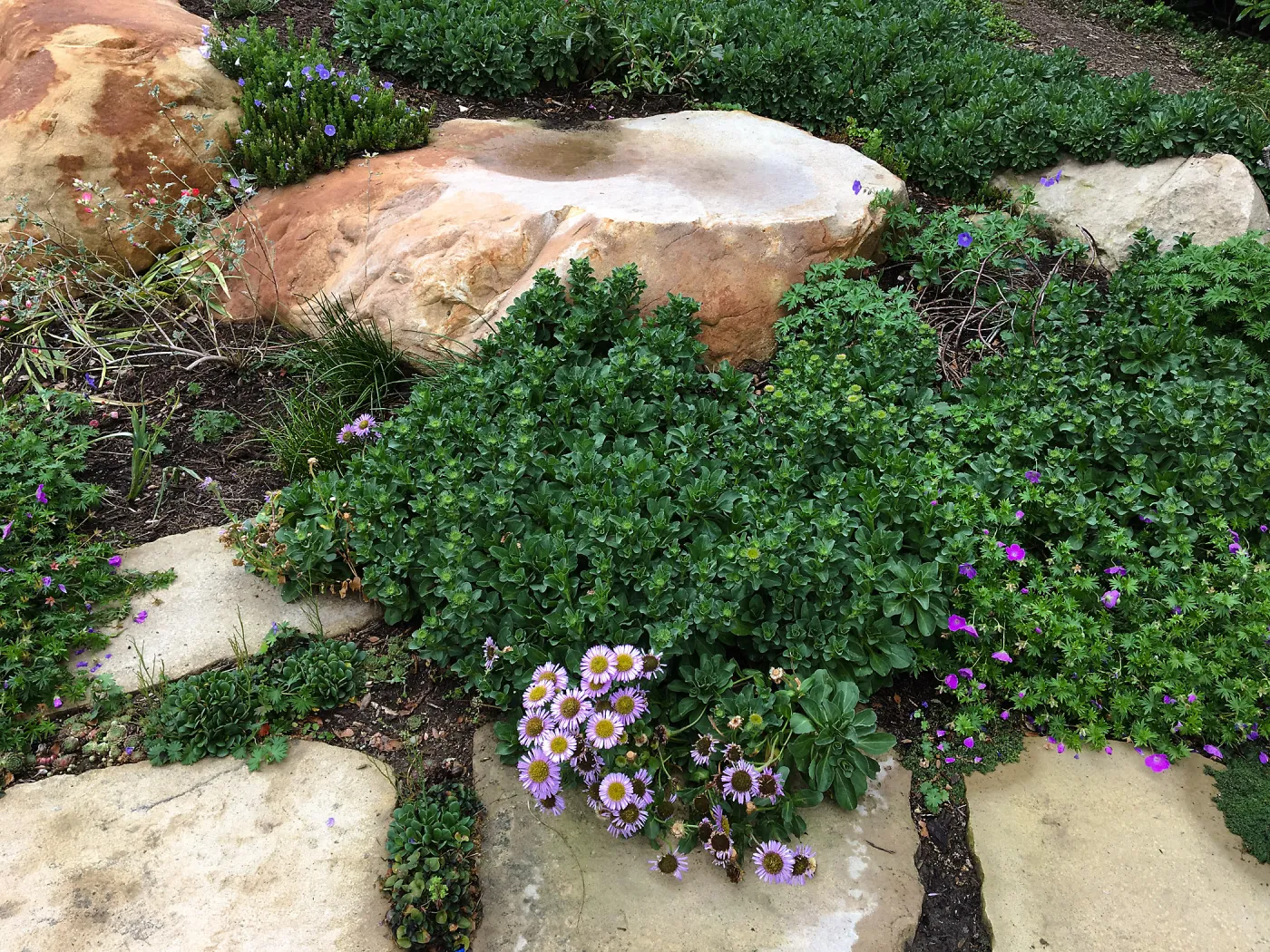 Erigeron glaucus. Montecito garden designed by Isabelle Greene