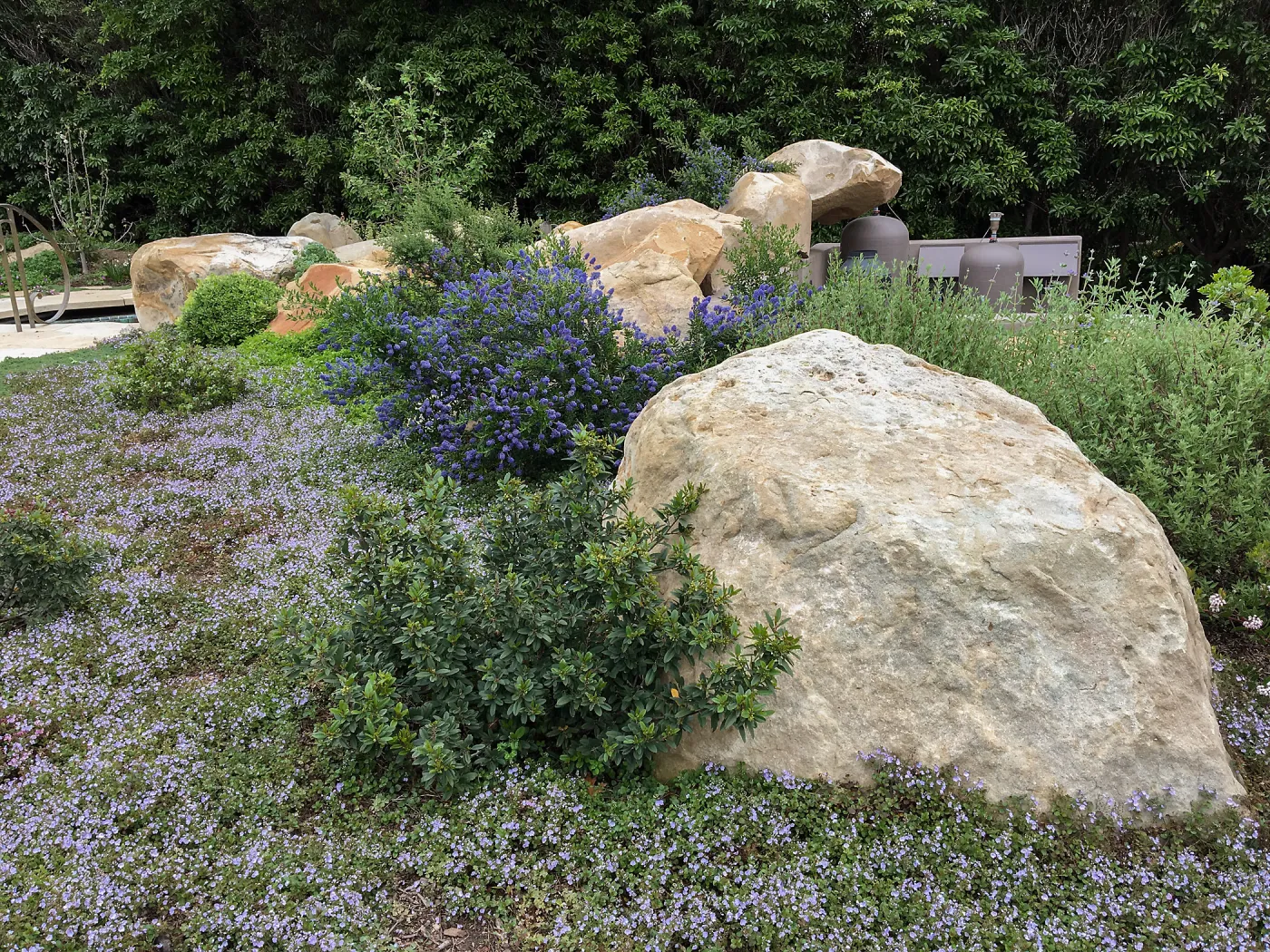 Ceanothus Concha in Montecito garden designed by Isabelle Greene