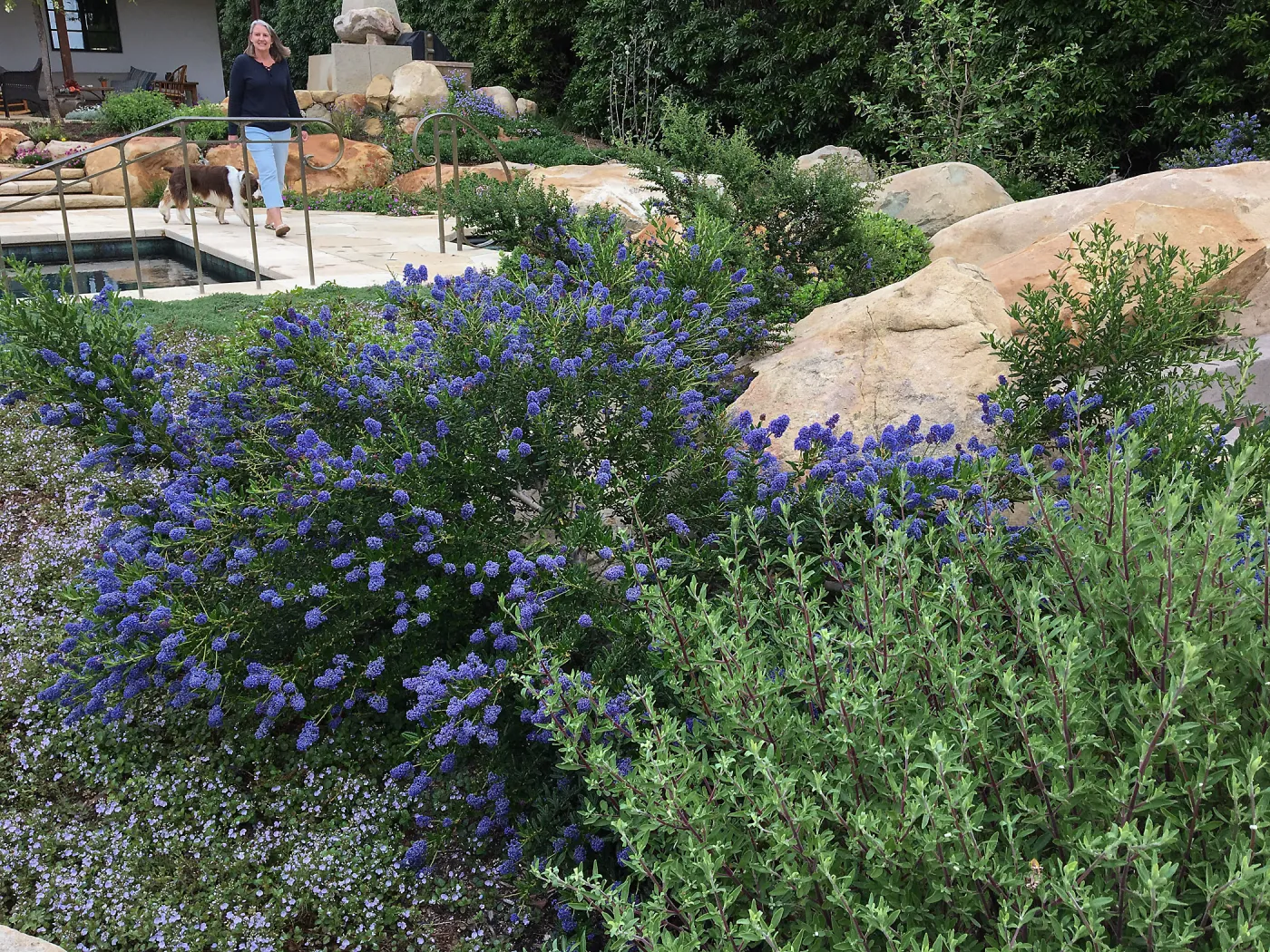Ceanothus Concha & Salvia Winifred Gillman in Montecito garden designed by Isabelle Green. Ceanothus Concha