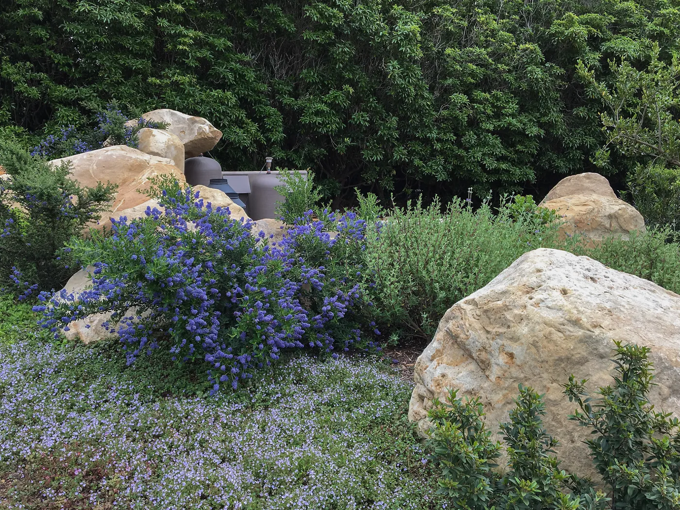 Ceanothus Concha & Salvia (Sage) Winifred Gillman in Montecito garden designed by Isabelle Green. Ceanothus Concha
