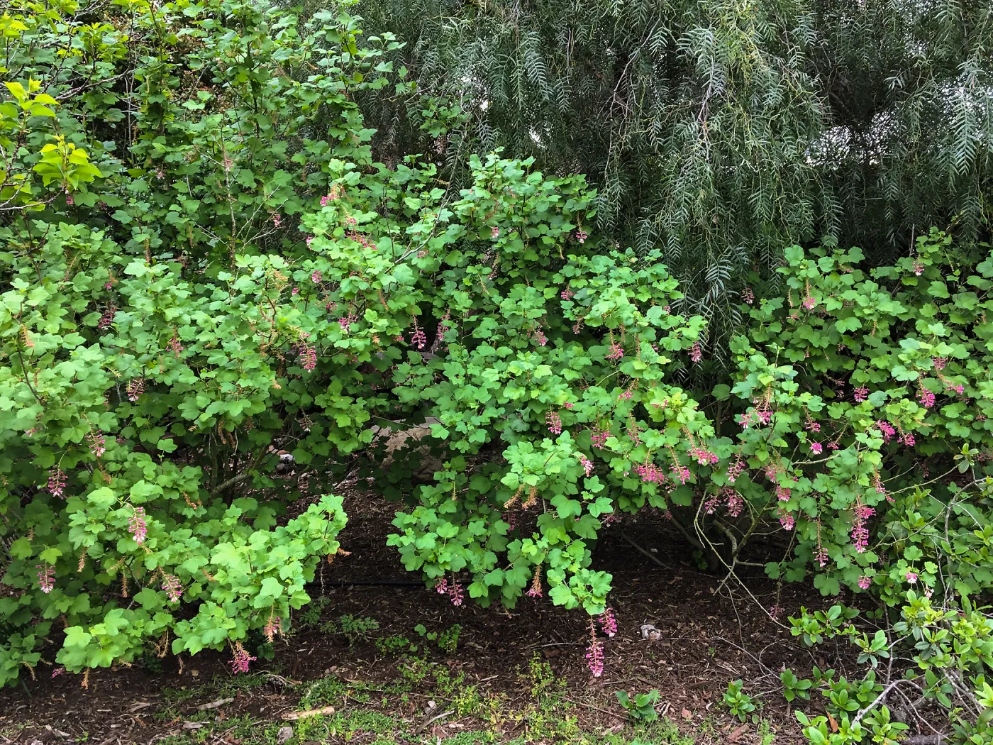 Ribes sanguineum in Isabelle Greeneâ€™s garden