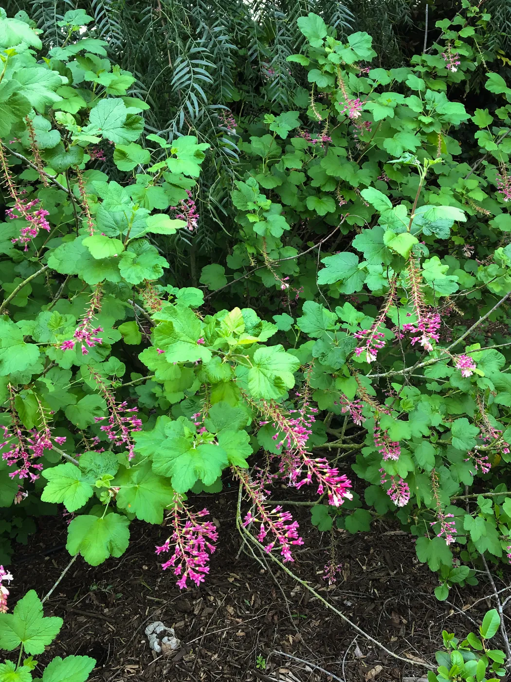 Ribes sanguineum in Isabelle Greeneâ€™s garden