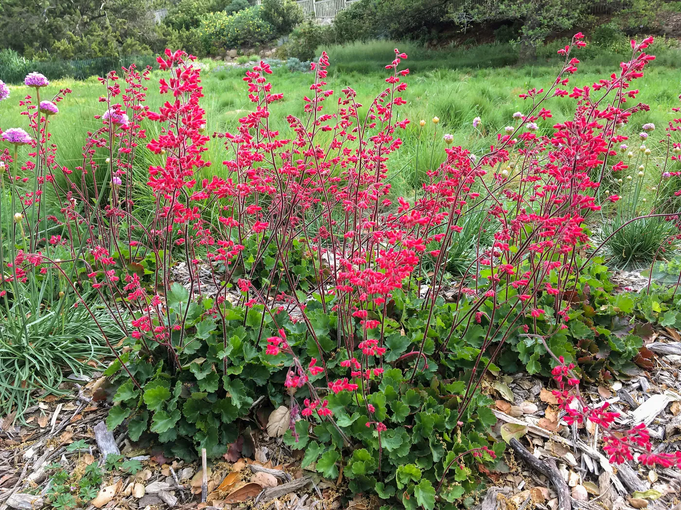 Heuchera Santa Ana Cardinal in Meadow border
