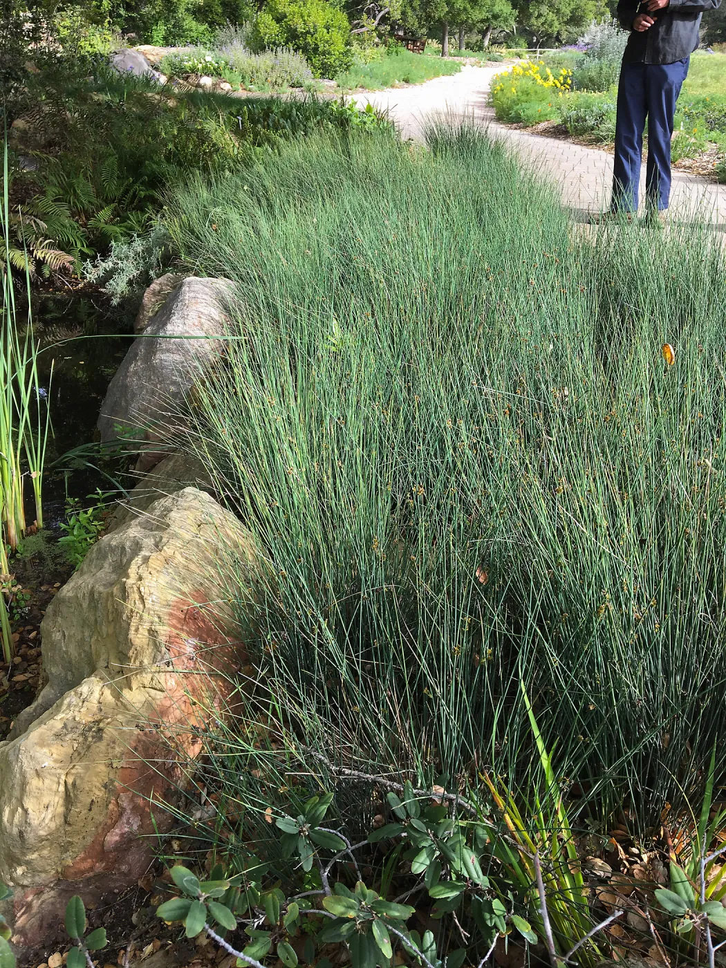 Juncus patens at edge of pond, SBBG