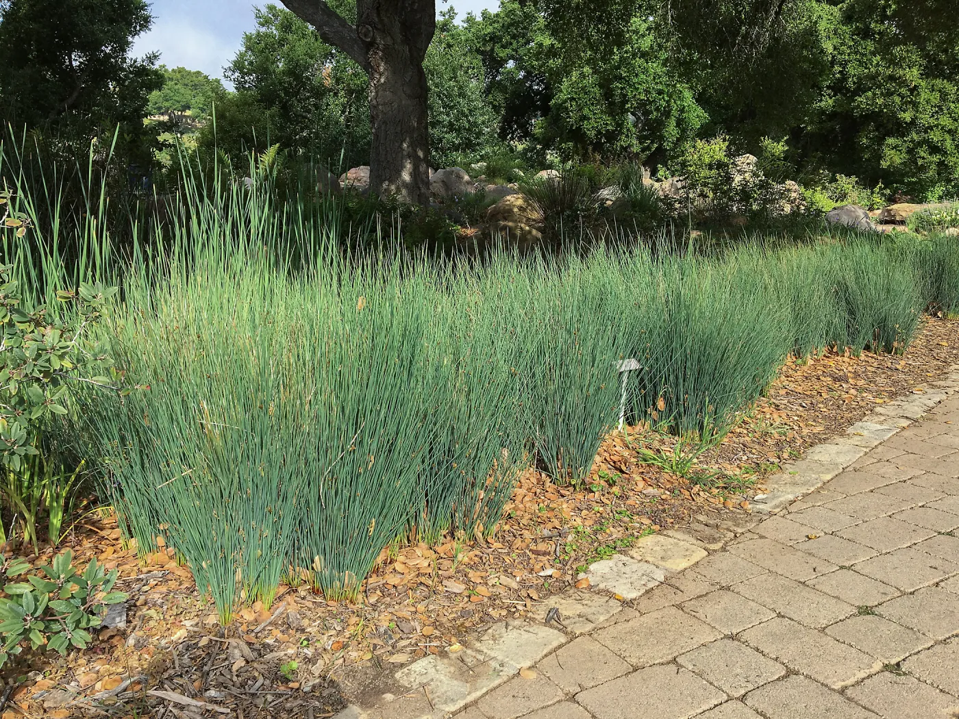 Juncus patens at edge of pond, SBBG