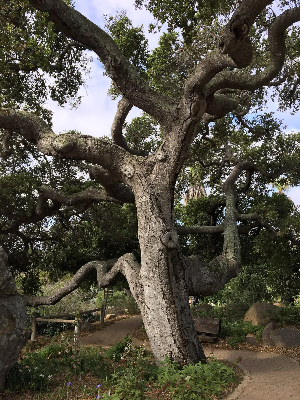 Quercus agrifolia (Coastal Live Oak) next to Information Kiosk