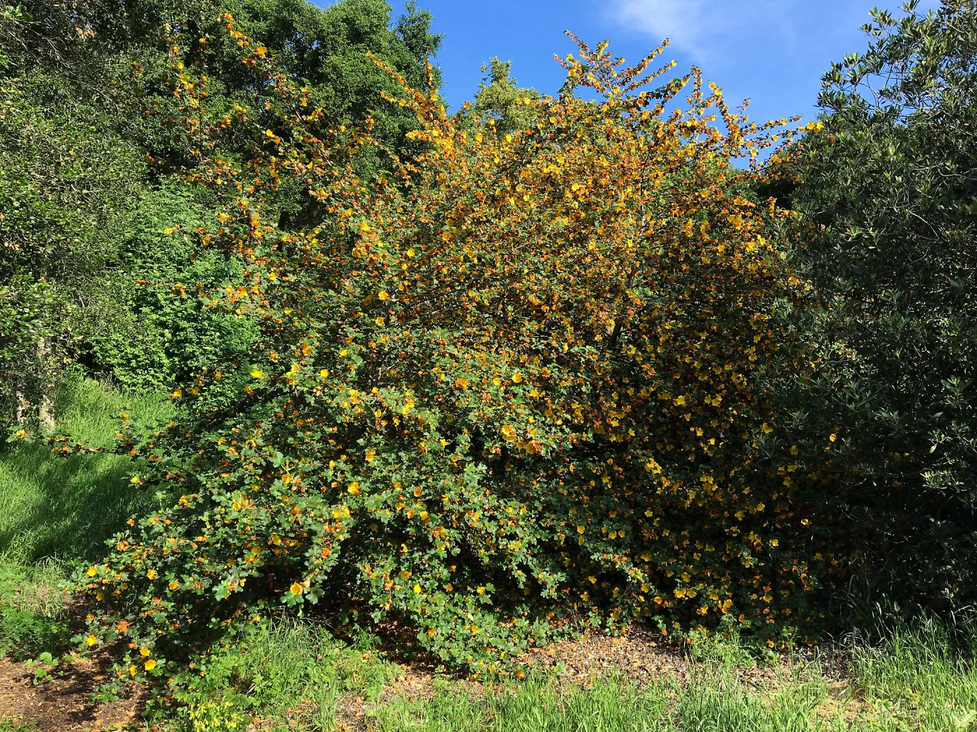 Fremontodendrons at the Tunnel Triangle