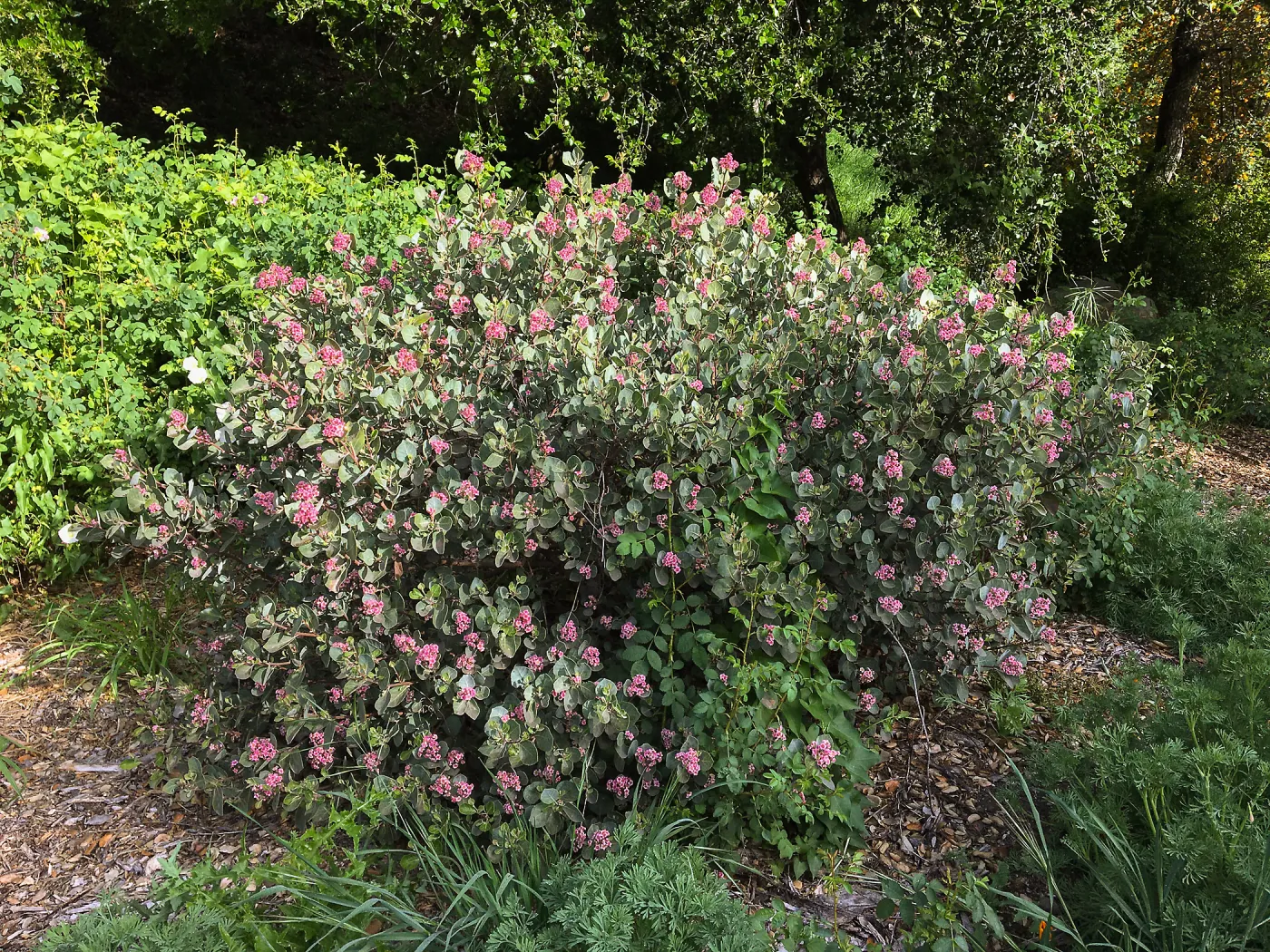 Rhus lentii Tunnel Triangle