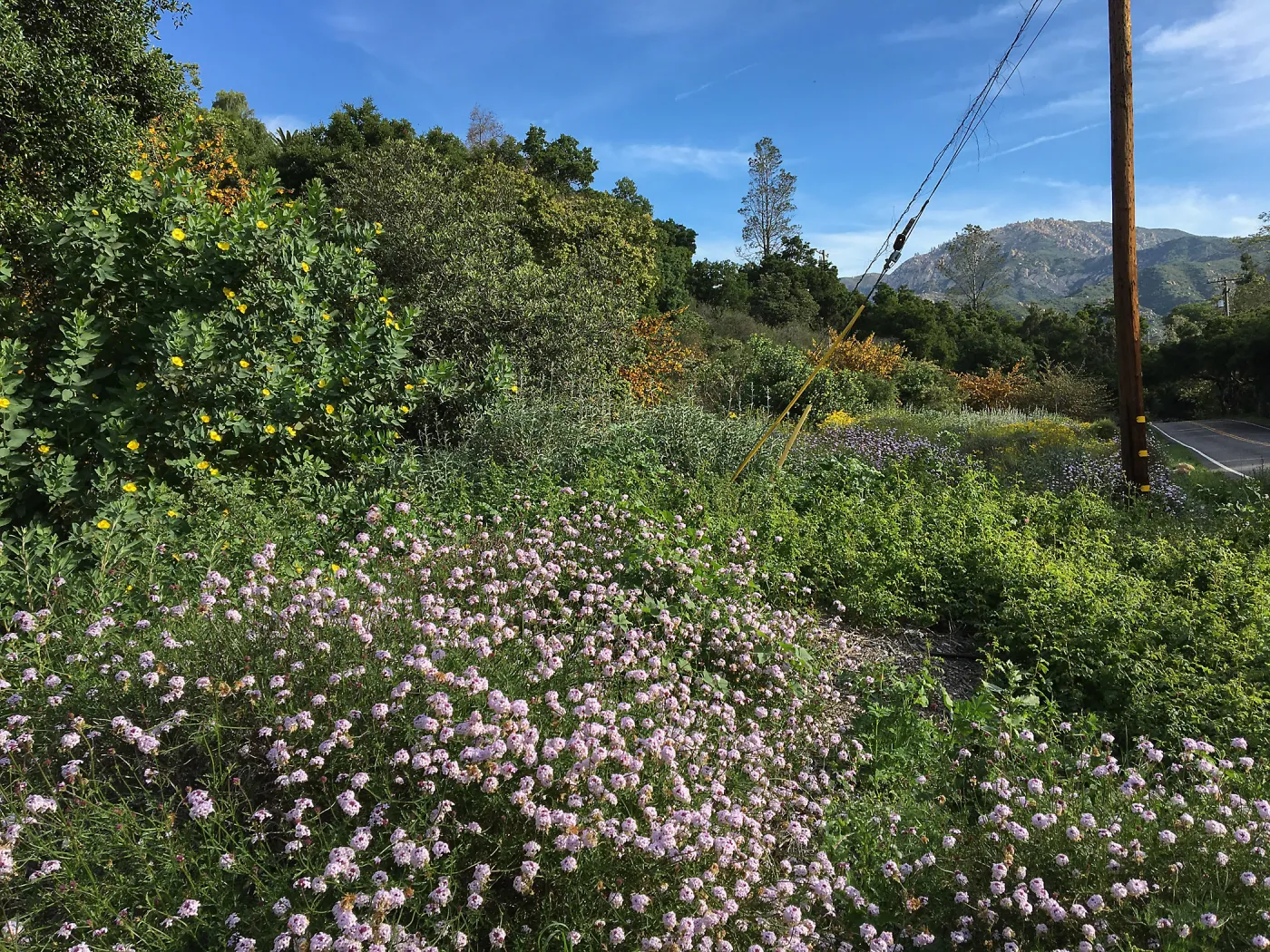 Verbena Paseo Rancho at the Tunnel Triangle