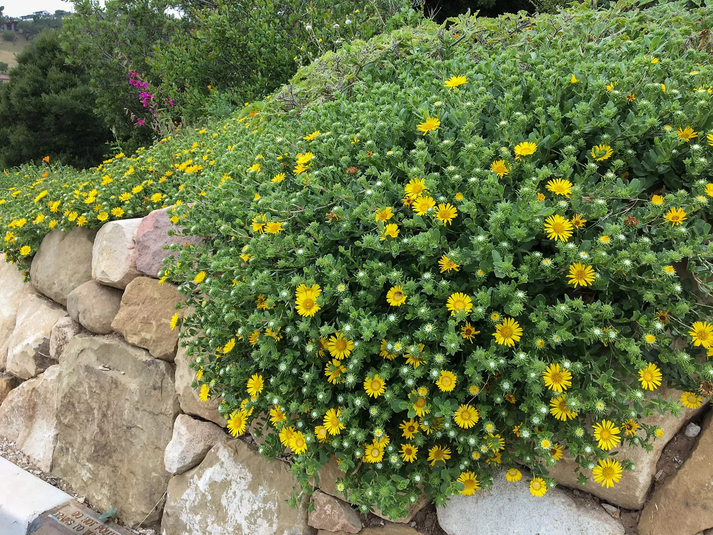 Grindelia Rays Carpet, PCC driveway