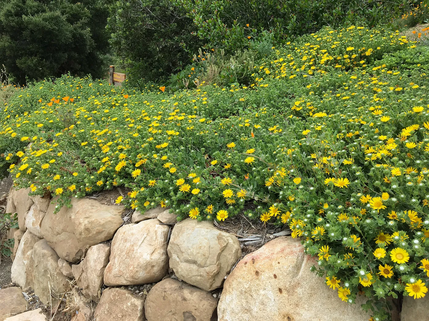 Grindelia Rays Carpet, PCC driveway