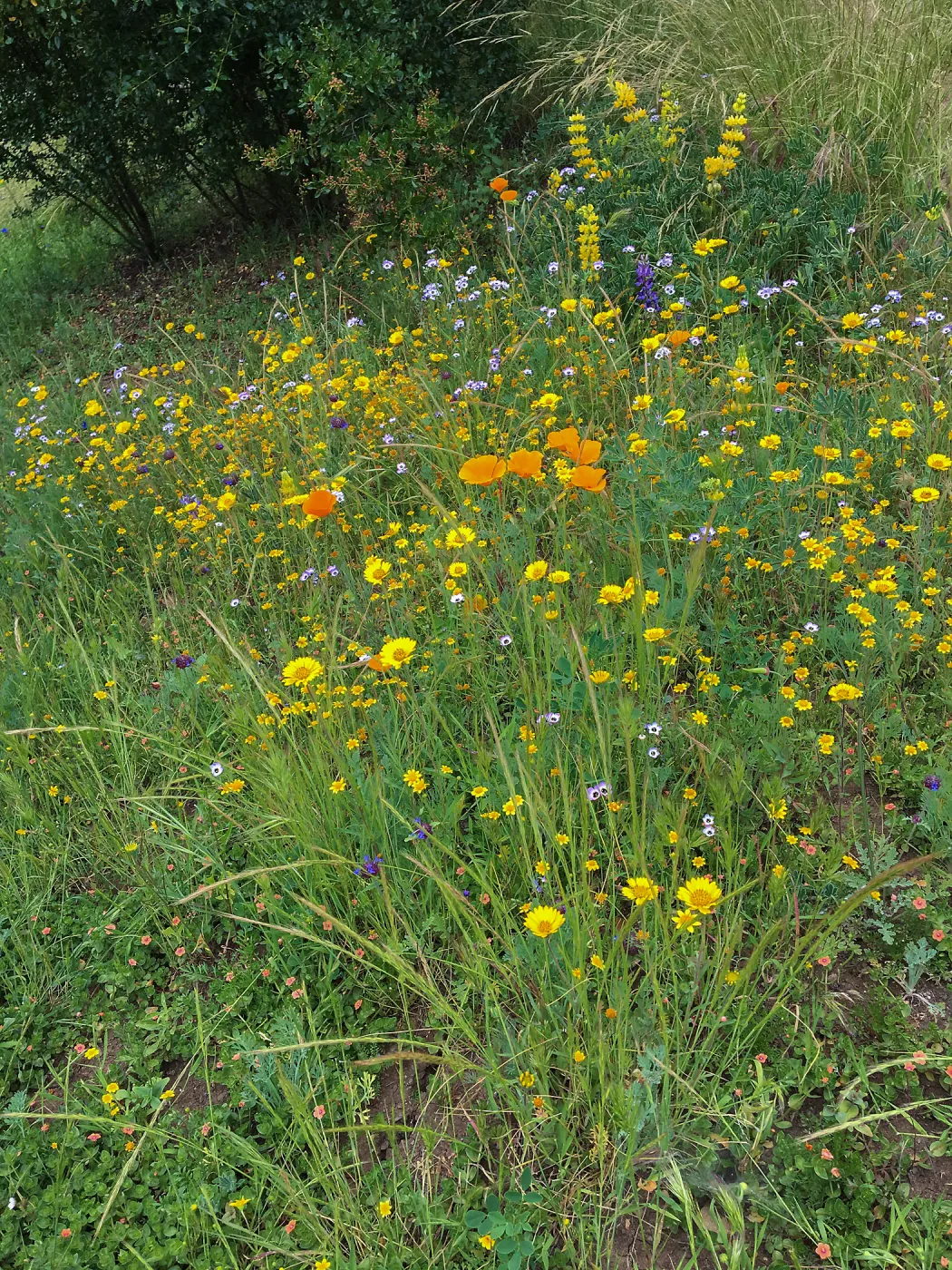 Wildflowers on Southwest Trail