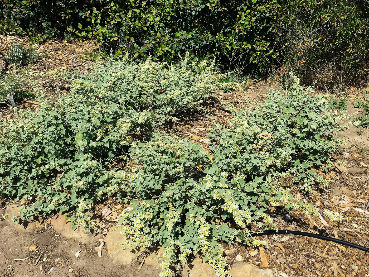 Sphaelralcea sulphurea, PCC Baja garden