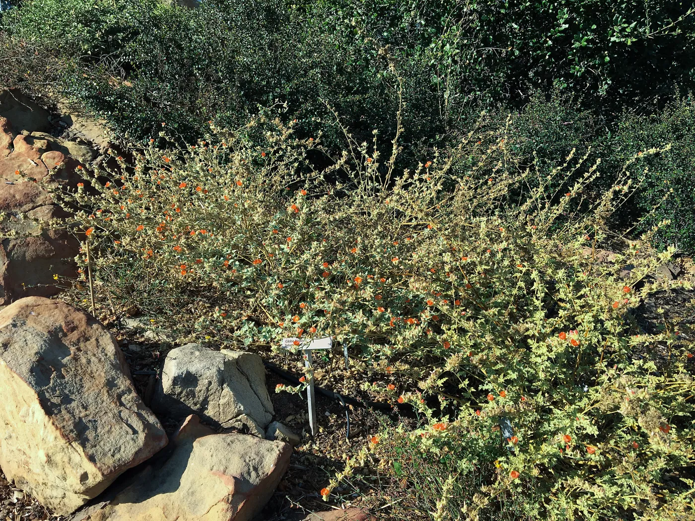 Sphaeralcea fulva, PCC Baja garden