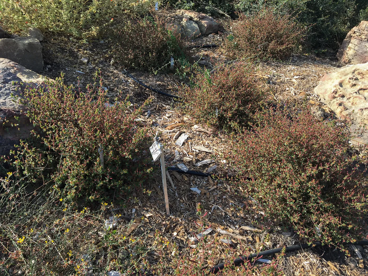 Acalypha californica, PCC Baja garden