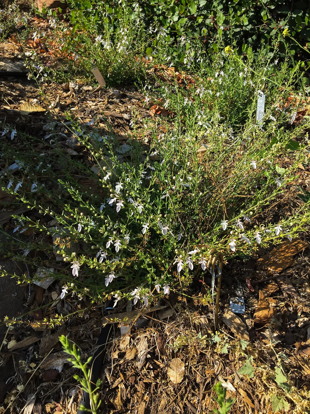 Teucrium glandulosum, PCC Baja garden