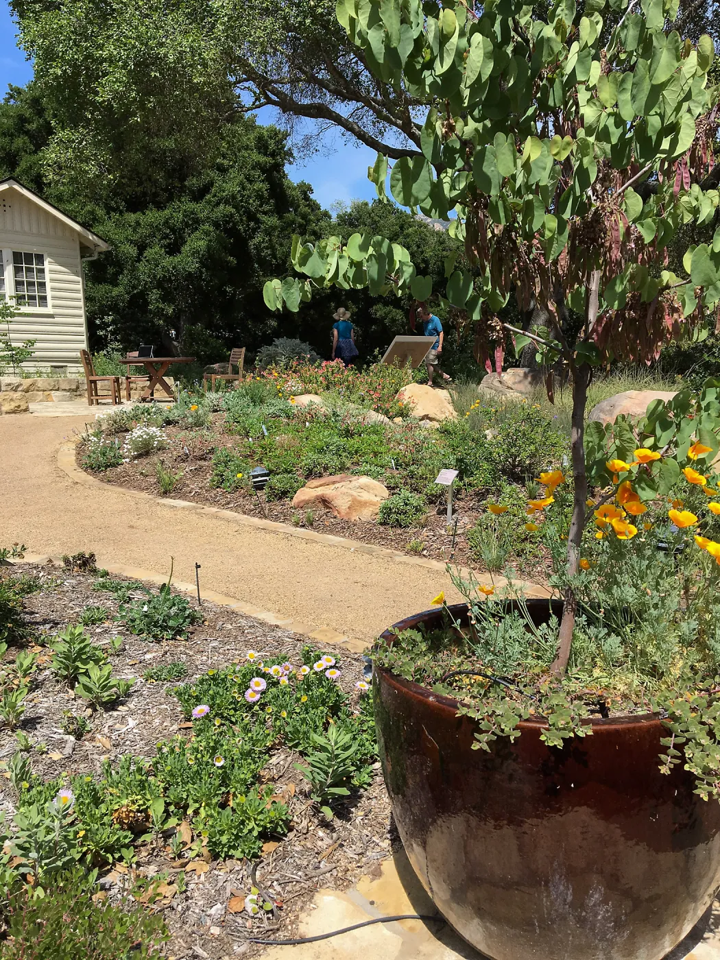 Entry pots with Cercis occidentalis at the Water Wise Home Garden