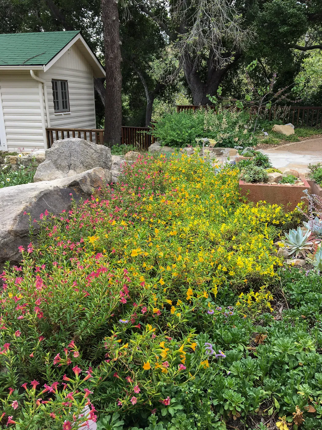 Diplacus Jelly Bean Yellow & Trish at the Water Wise Home Demonstration Garden