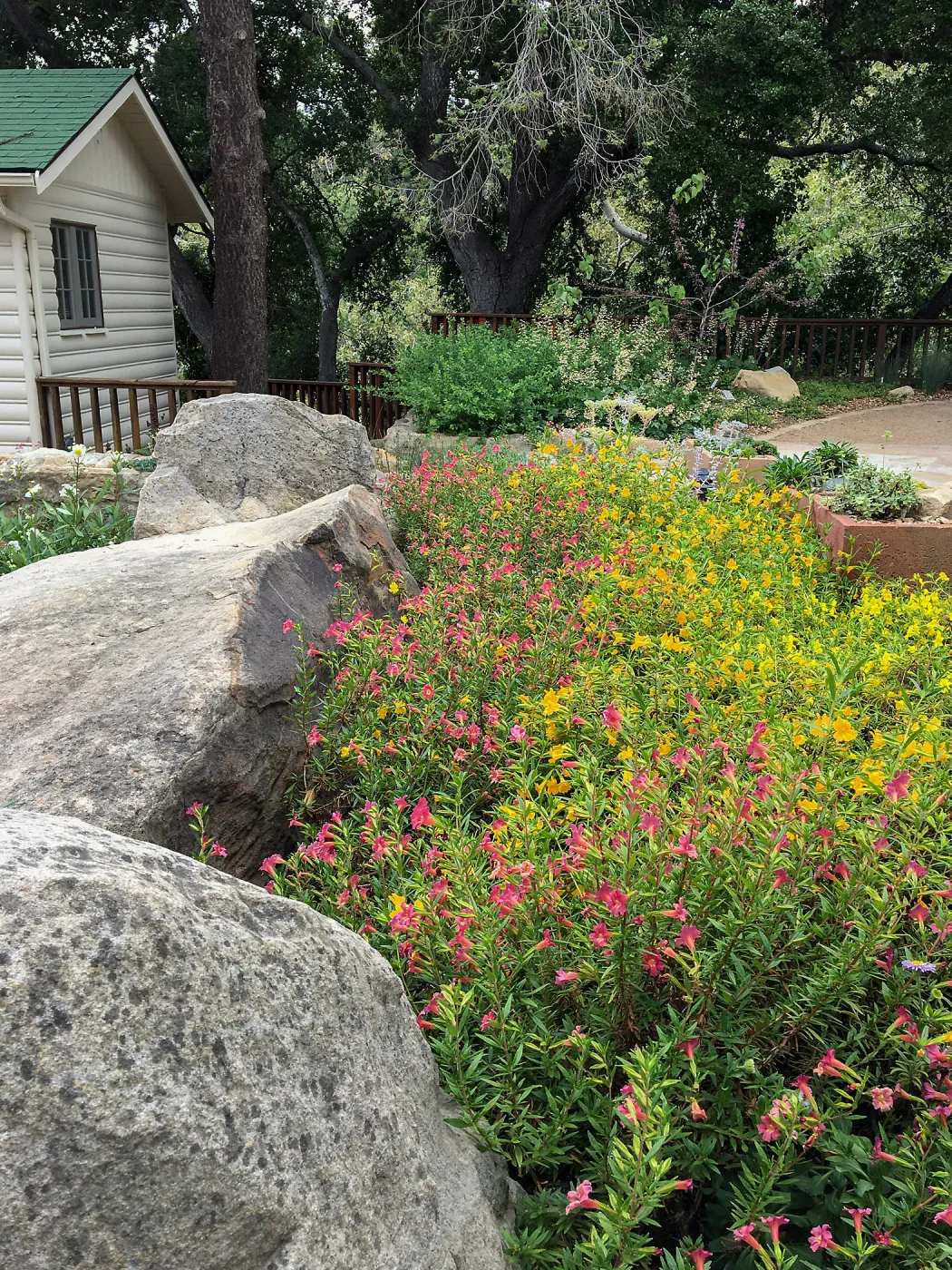 Diplacus Jelly Bean Yellow & Trish at the Water Wise Home Demonstration Garden